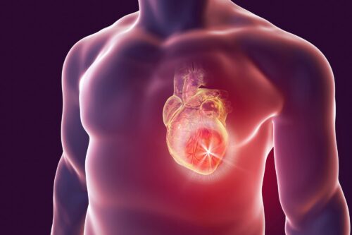 Isorhycnchophylline can act as Cardiovascular protection