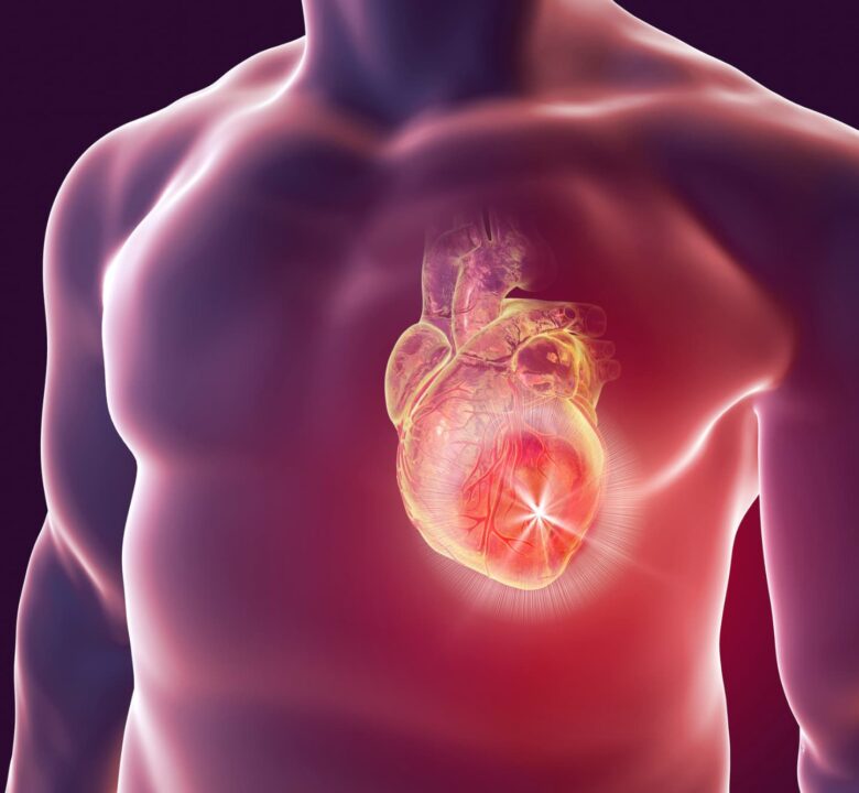 Isorhycnchophylline can act as Cardiovascular protection